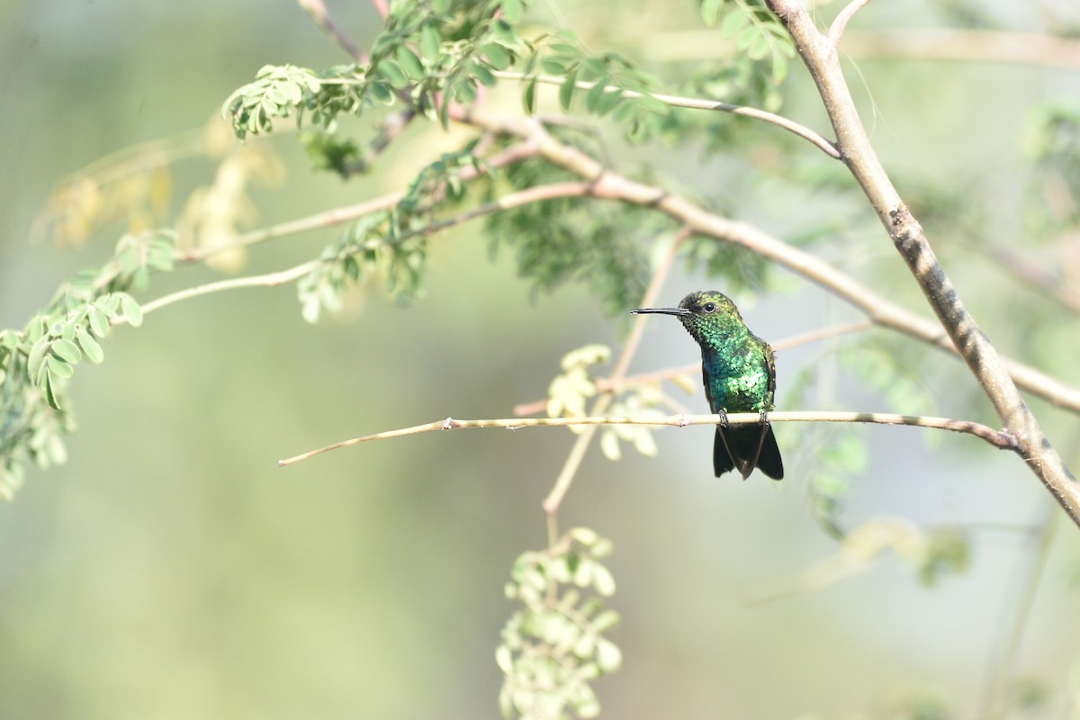 Blue-tailed Emerald - ML154638081