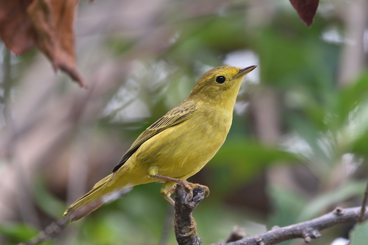 Yellow Warbler (Golden) - ML154638481