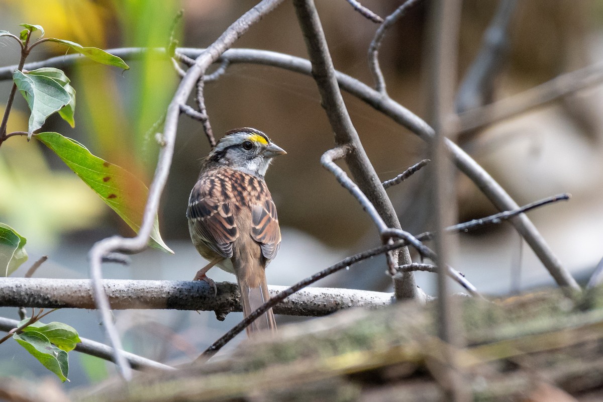 White-throated Sparrow - ML154639551
