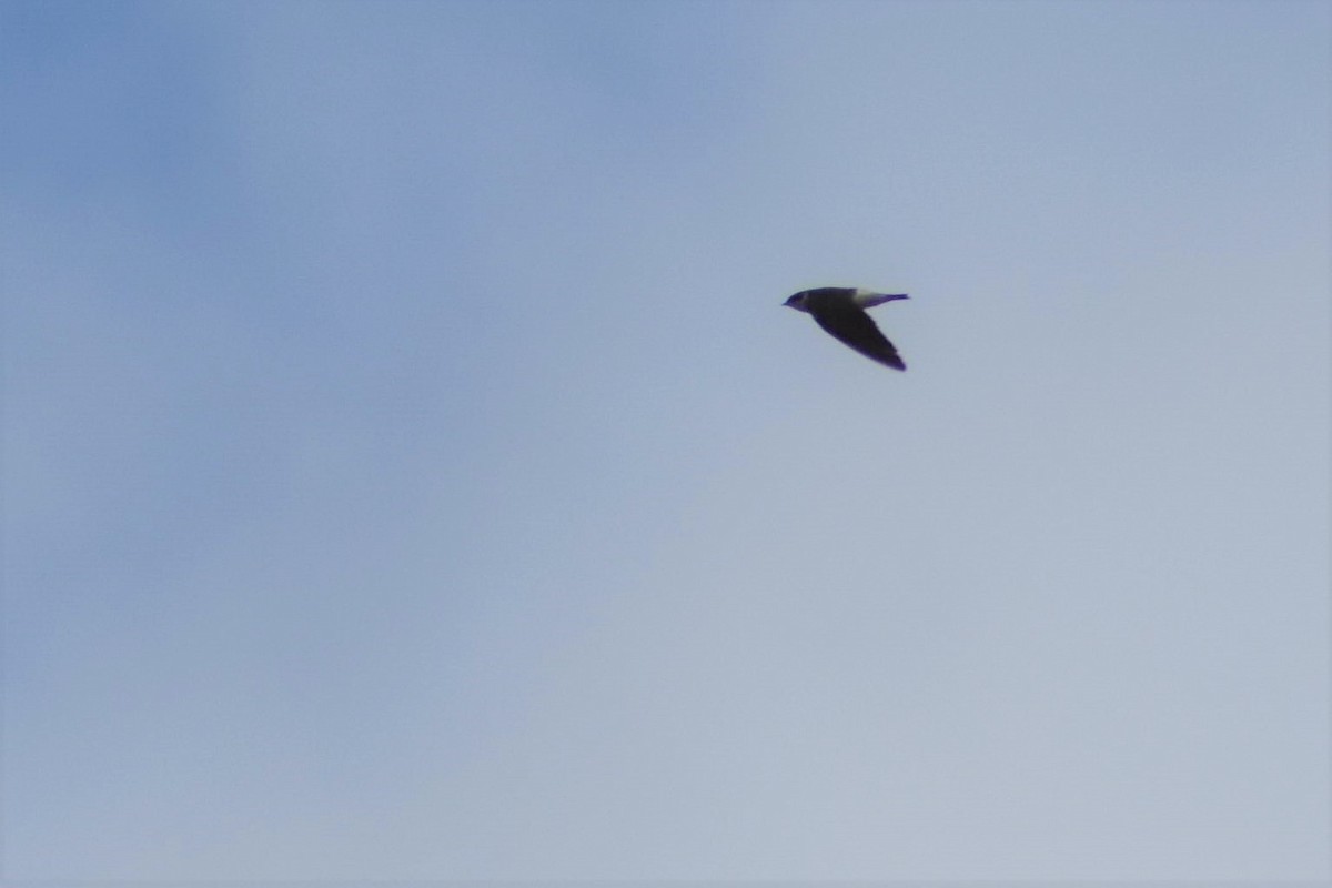 Chilean Swallow - ADRIAN GRILLI