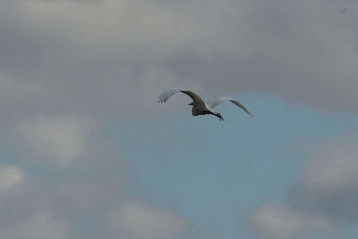 Great Egret - ADRIAN GRILLI