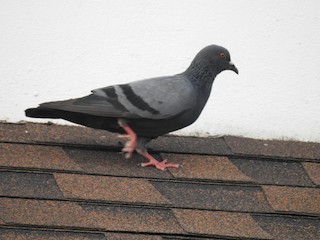 Rock Pigeon (Feral Pigeon), ML154645101