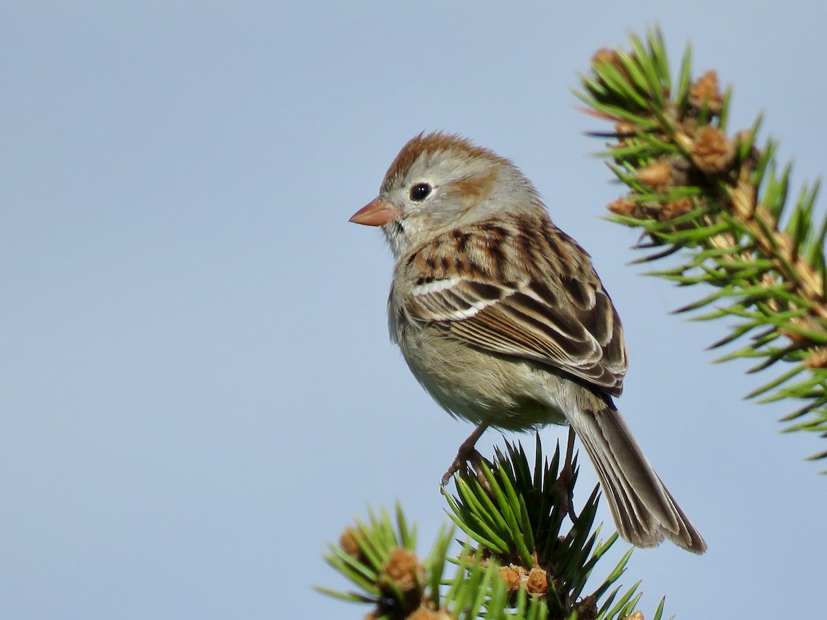 Field Sparrow - Tim Carney