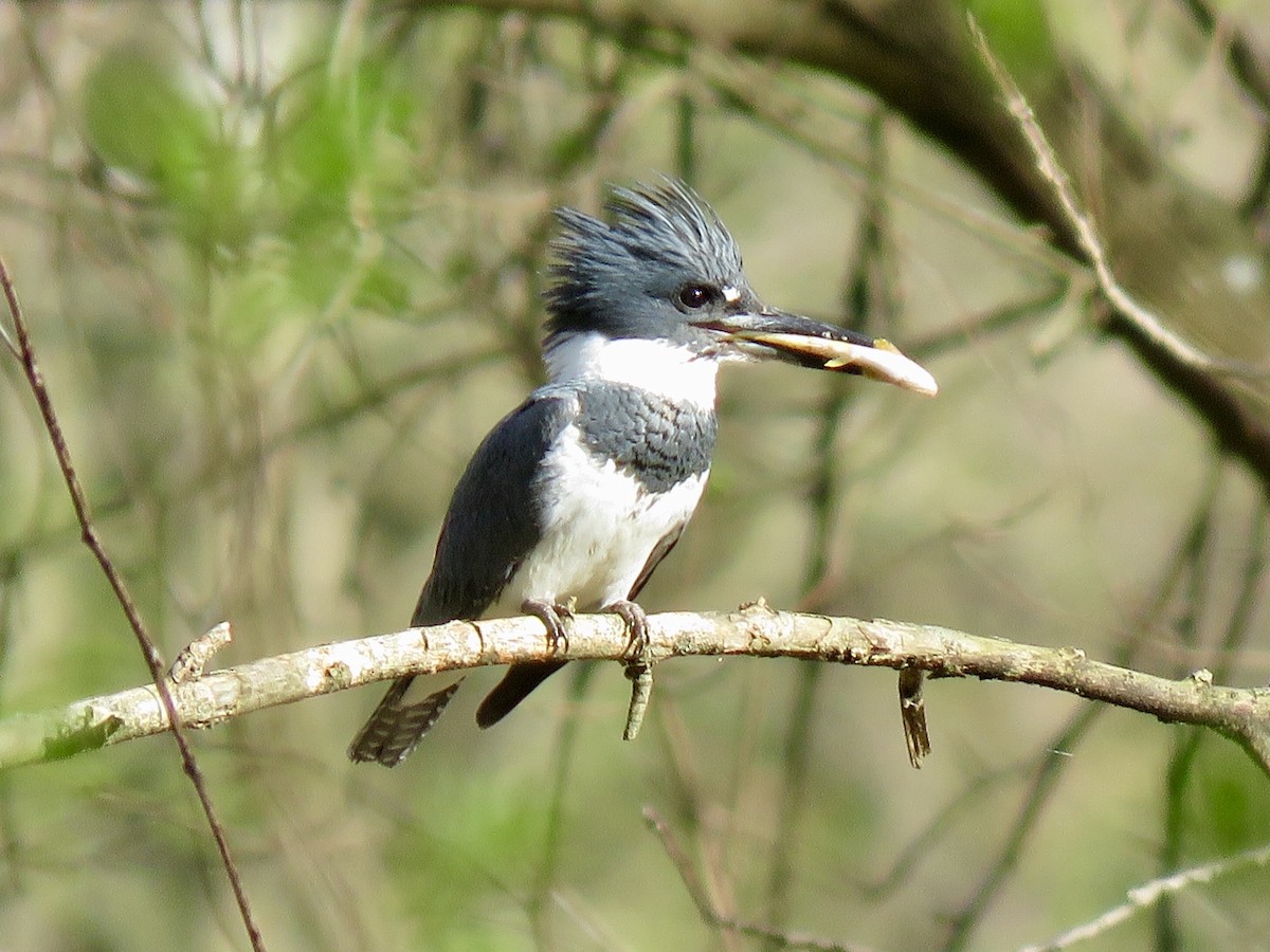 Belted Kingfisher - Tim Carney