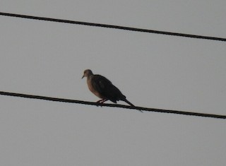 Spotted Dove, ML154645481