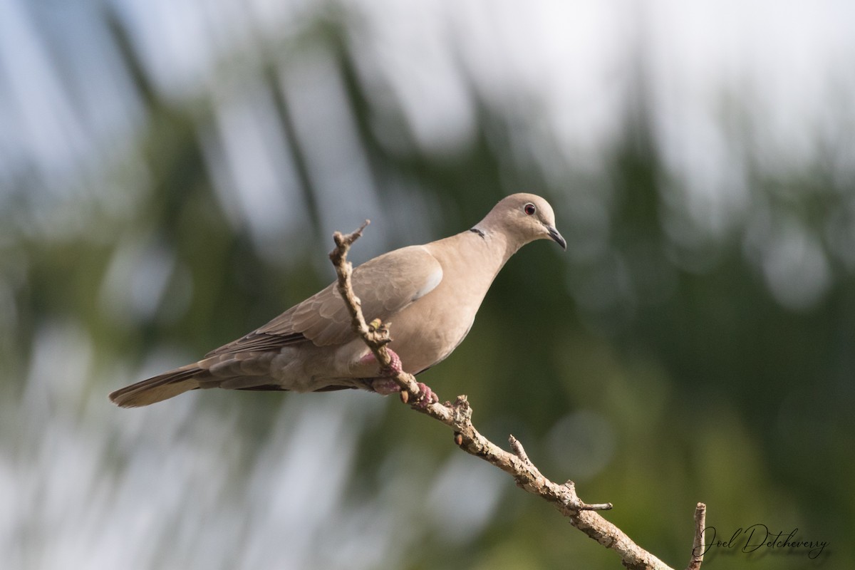Eurasian Collared-Dove - Detcheverry Joël
