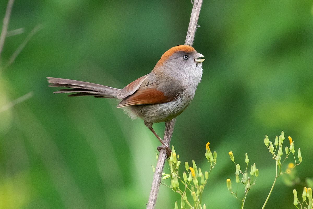 Ashy-throated Parrotbill - James Kennerley