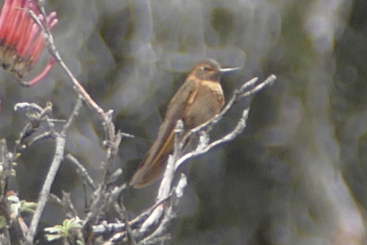 kolibřík duhovohřbetý - ML154653711