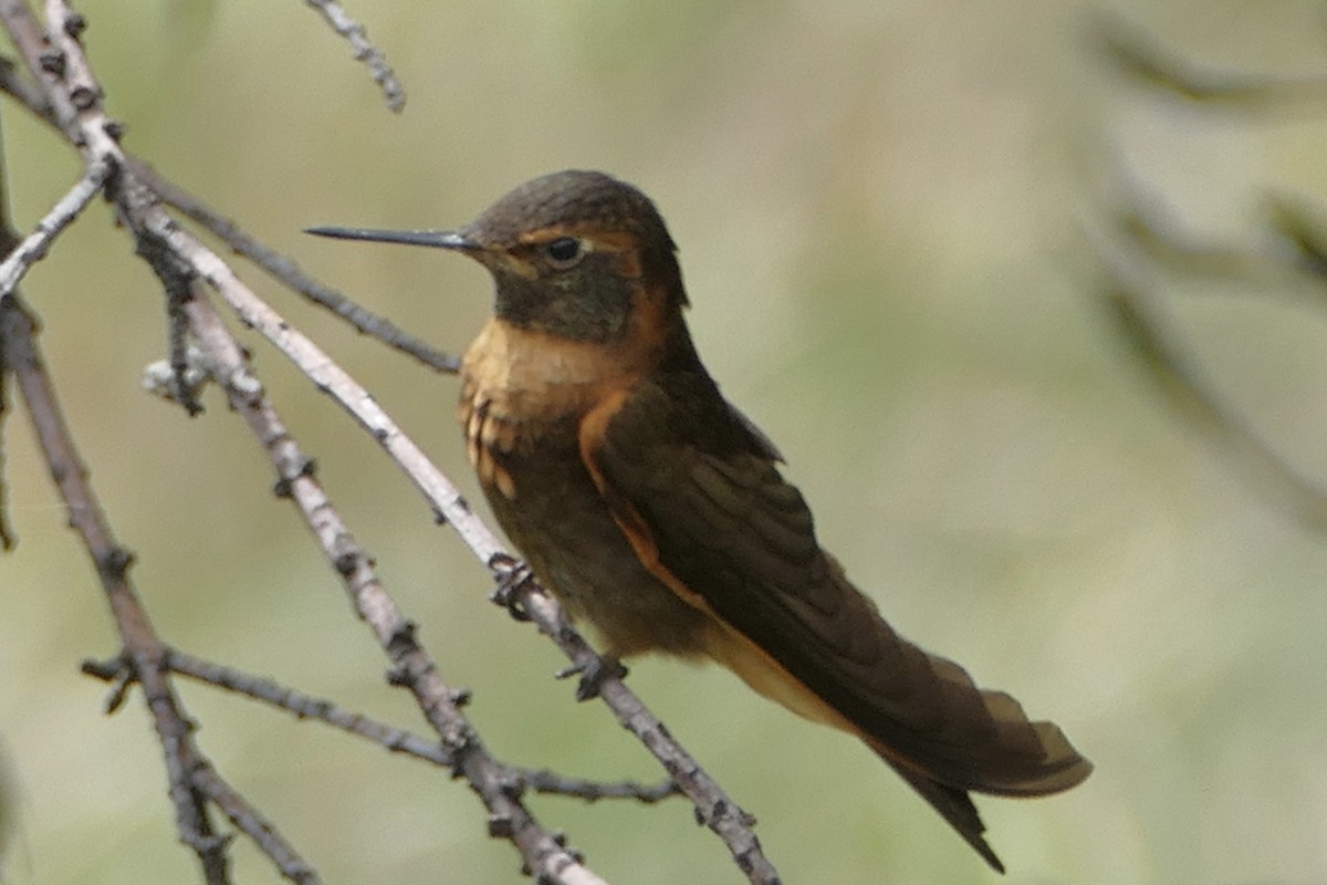kolibřík duhovohřbetý - ML154653731