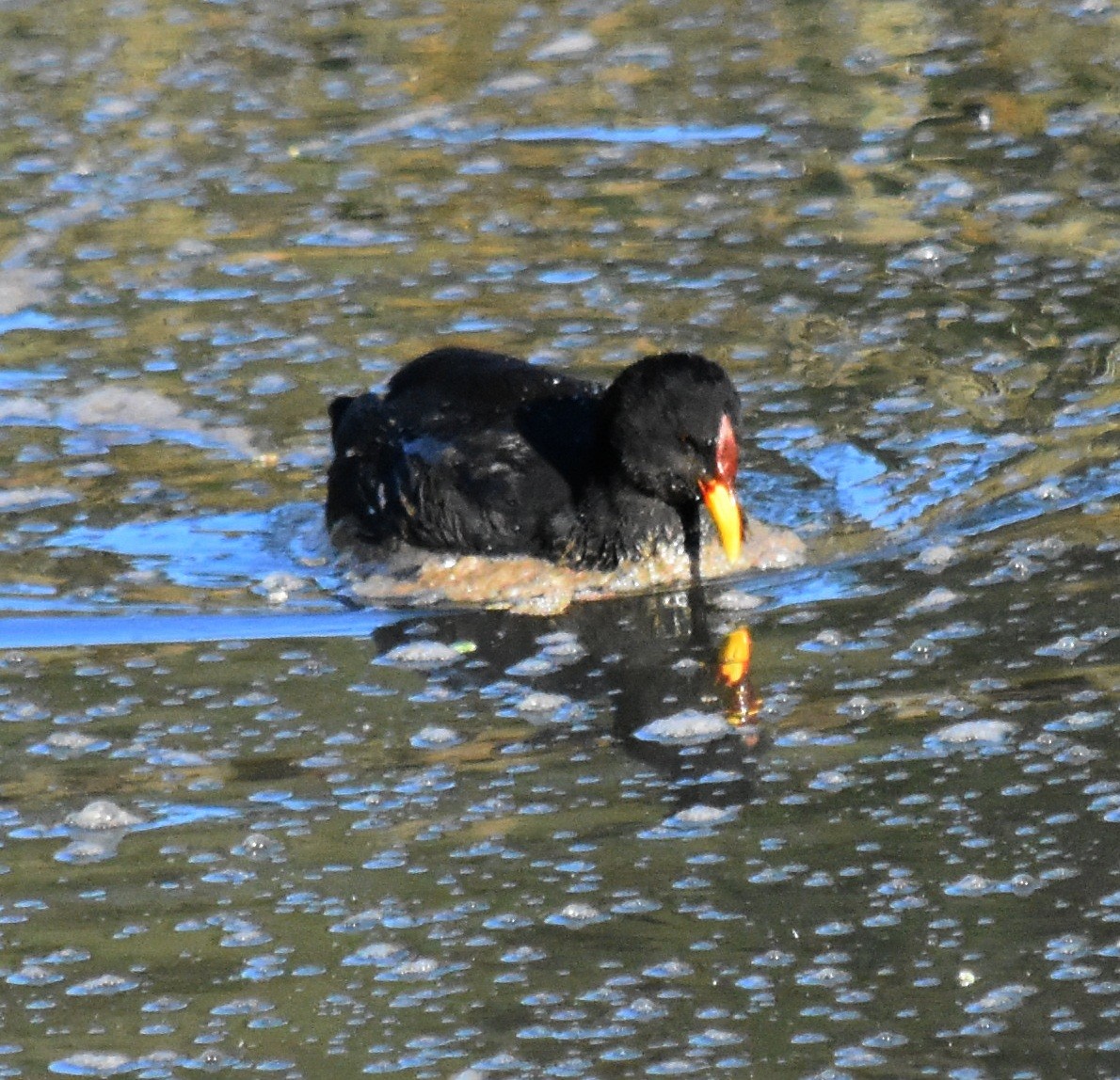 Red-fronted Coot - andres ebel