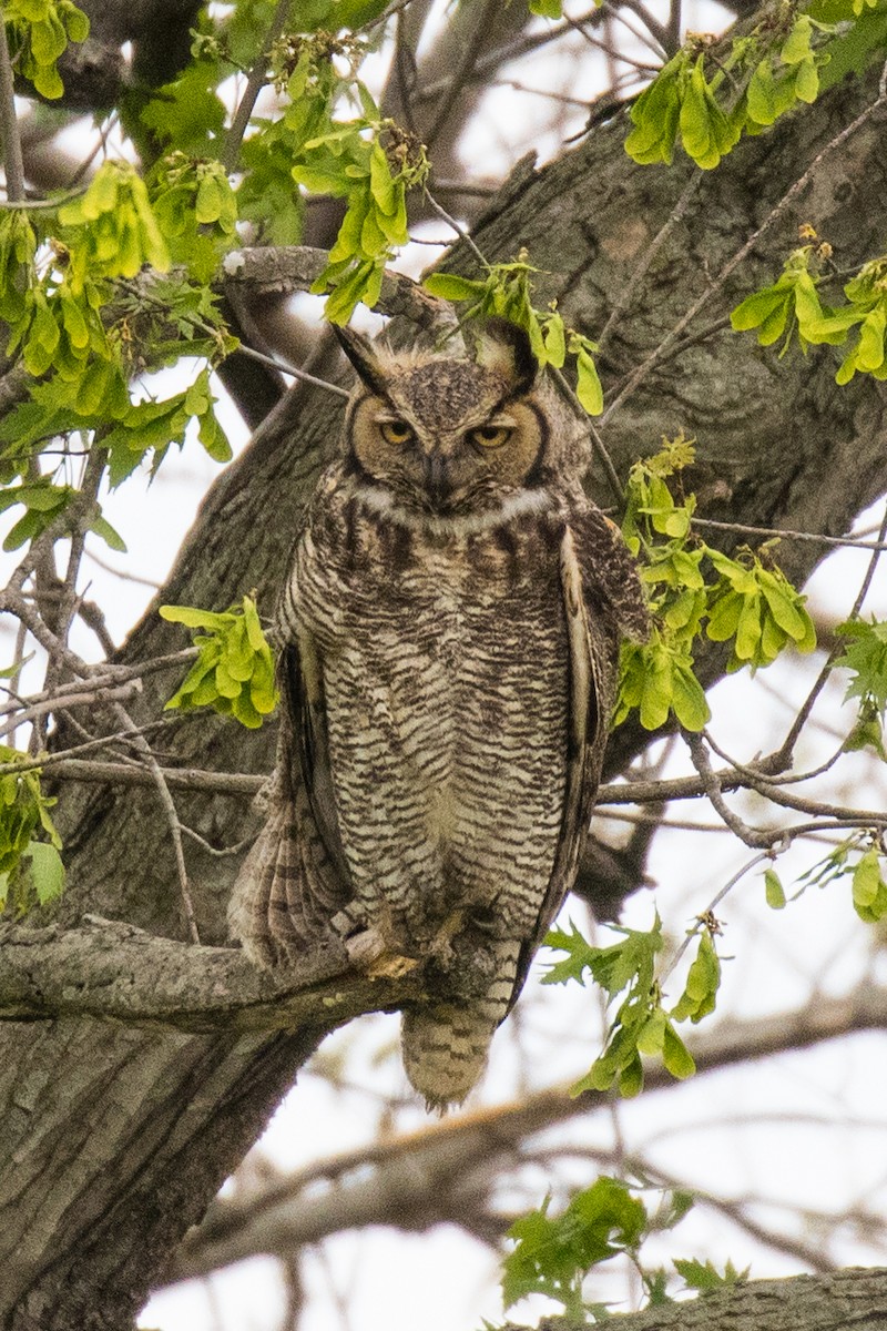 Great Horned Owl - ML154659981