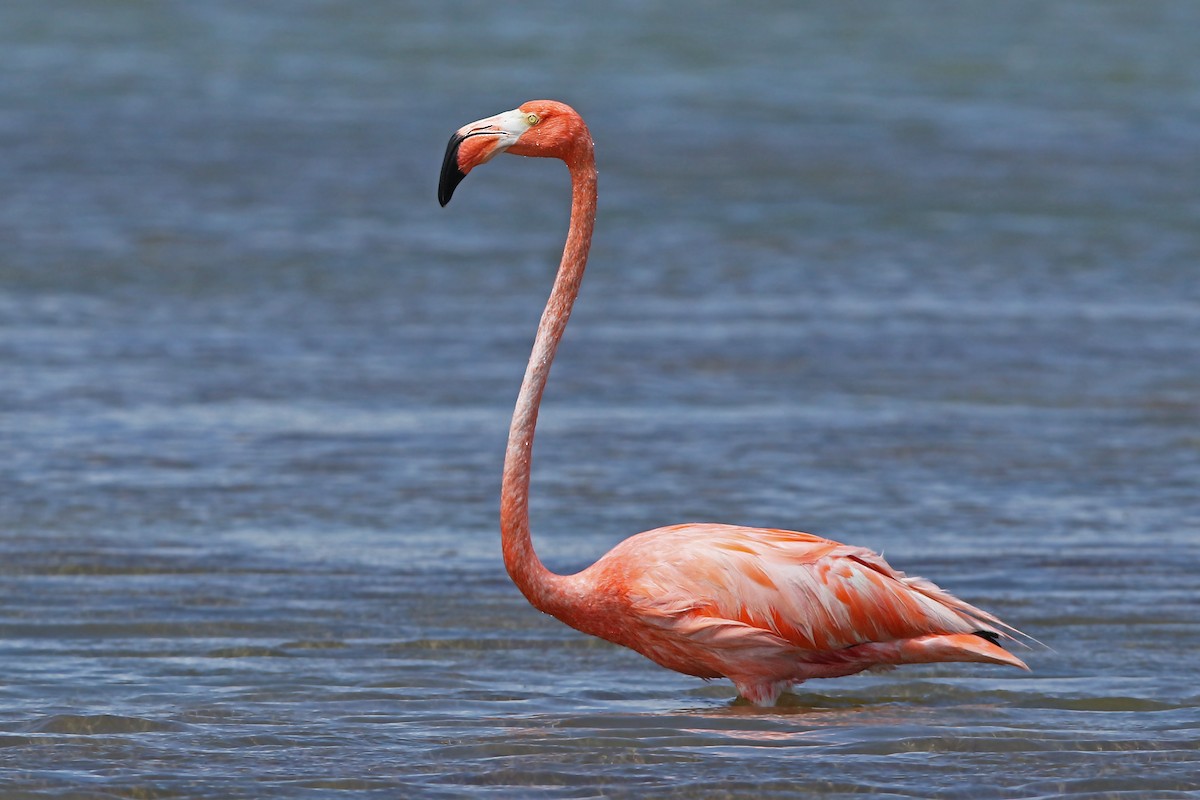 American Flamingo - ML154663301