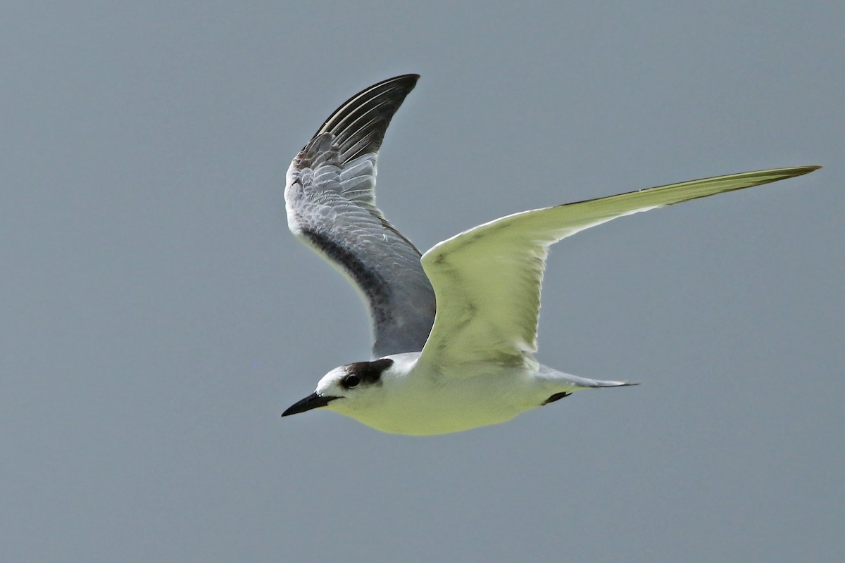 Common Tern - Volker Hesse