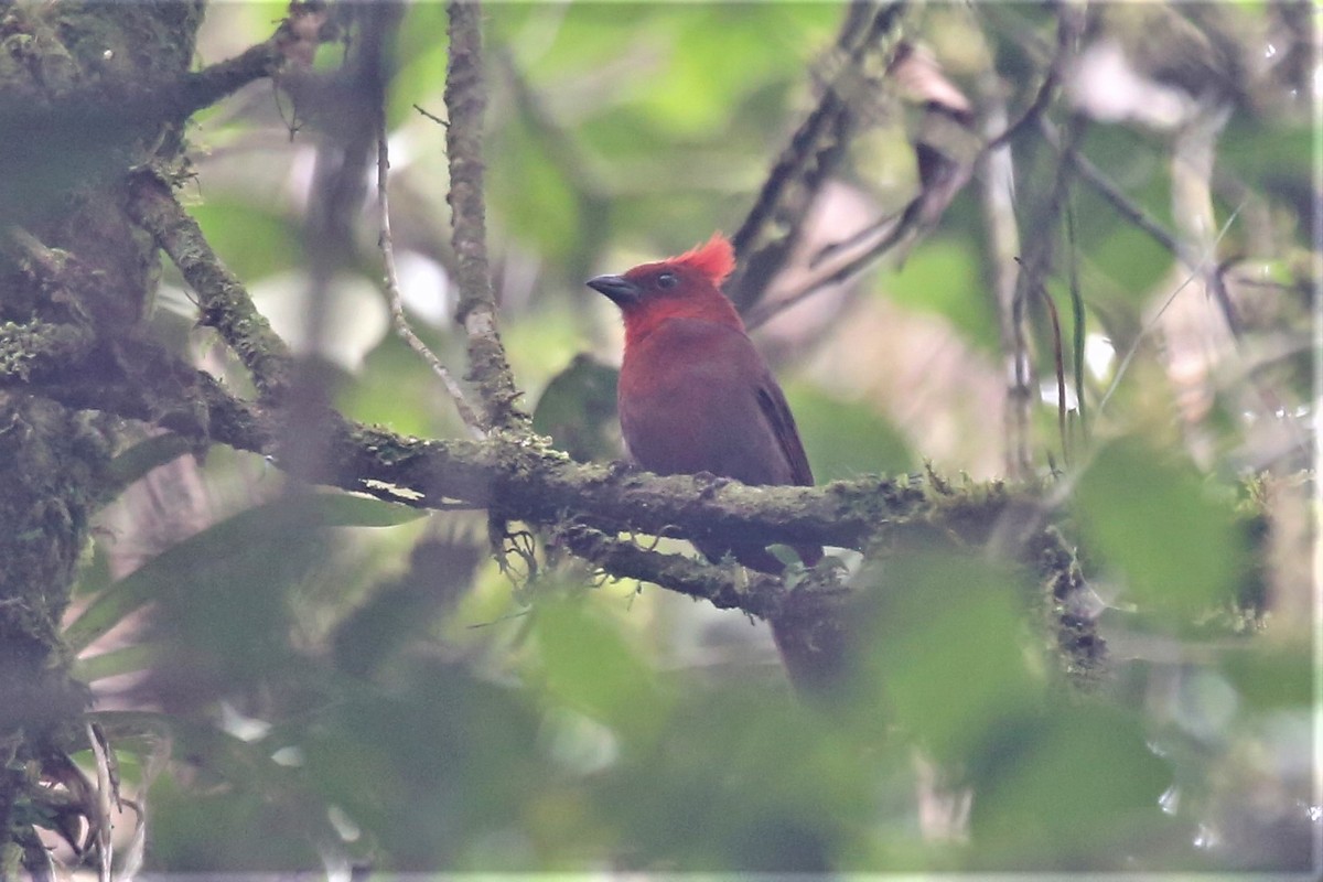 Crested Ant-Tanager - ML154666821