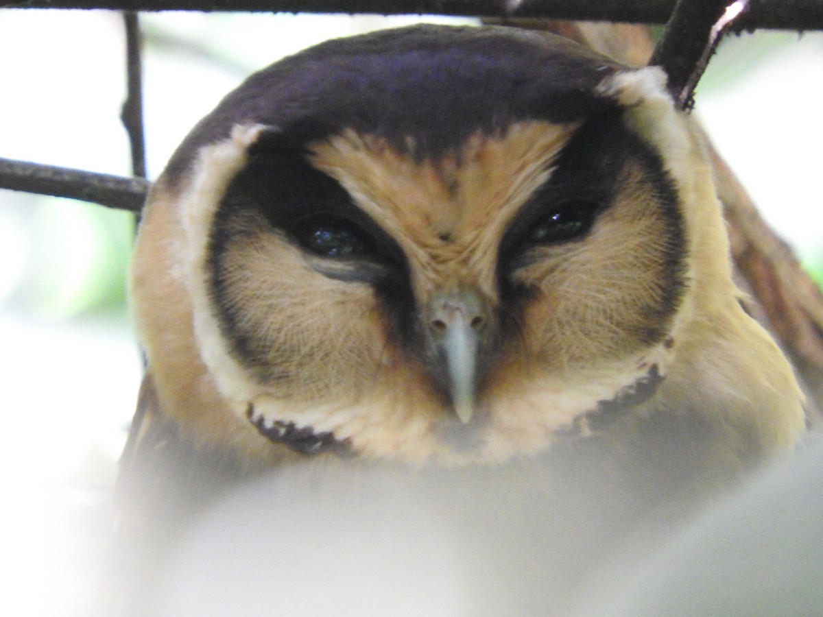 Buff-fronted Owl - Agustin Carrasco