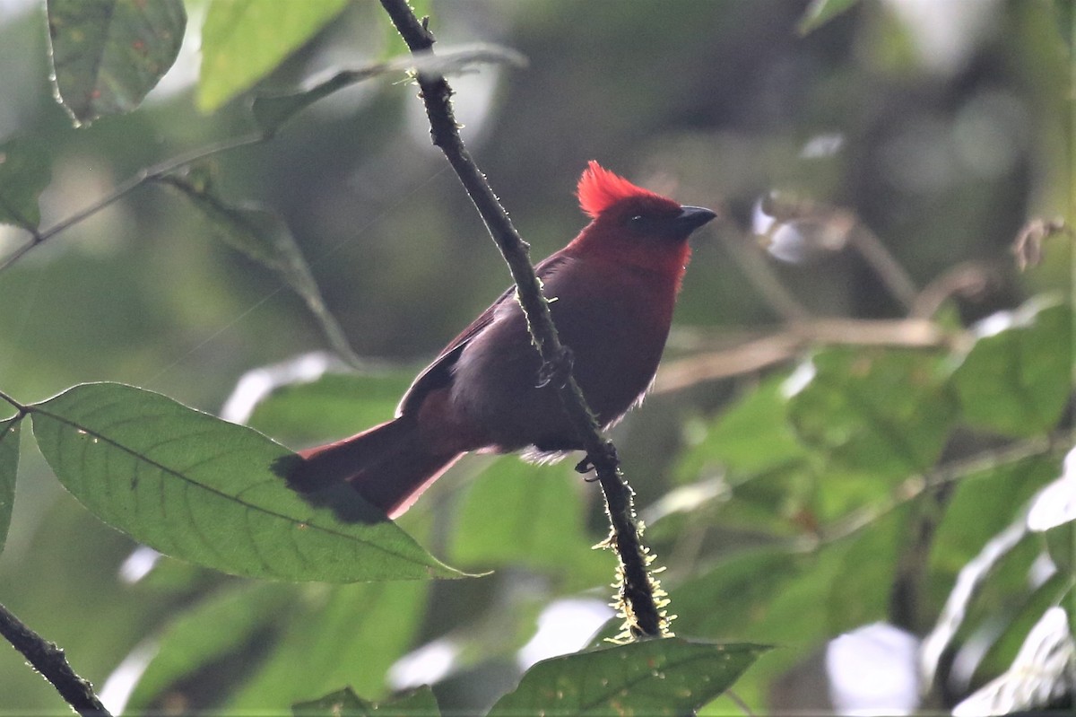Crested Ant-Tanager - ML154666971