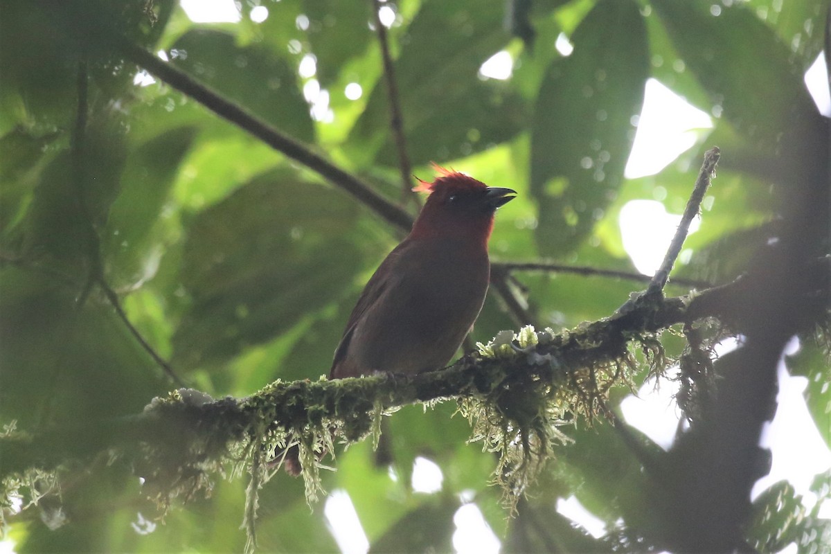 Crested Ant-Tanager - ML154666991