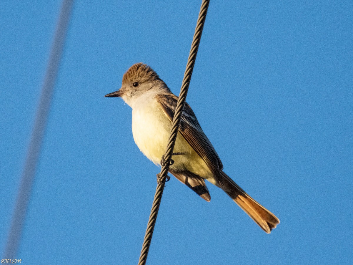 Ash-throated Flycatcher - T I