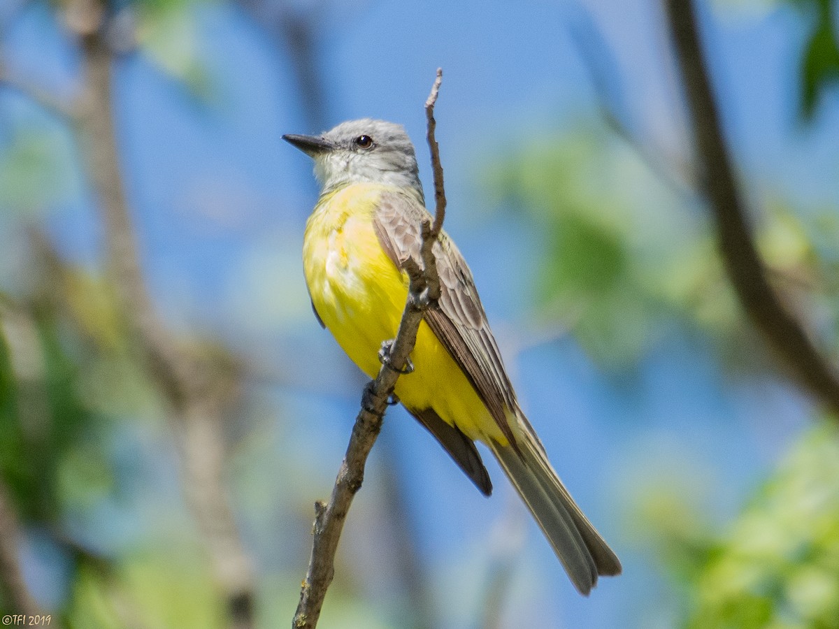 Couch's Kingbird - T I