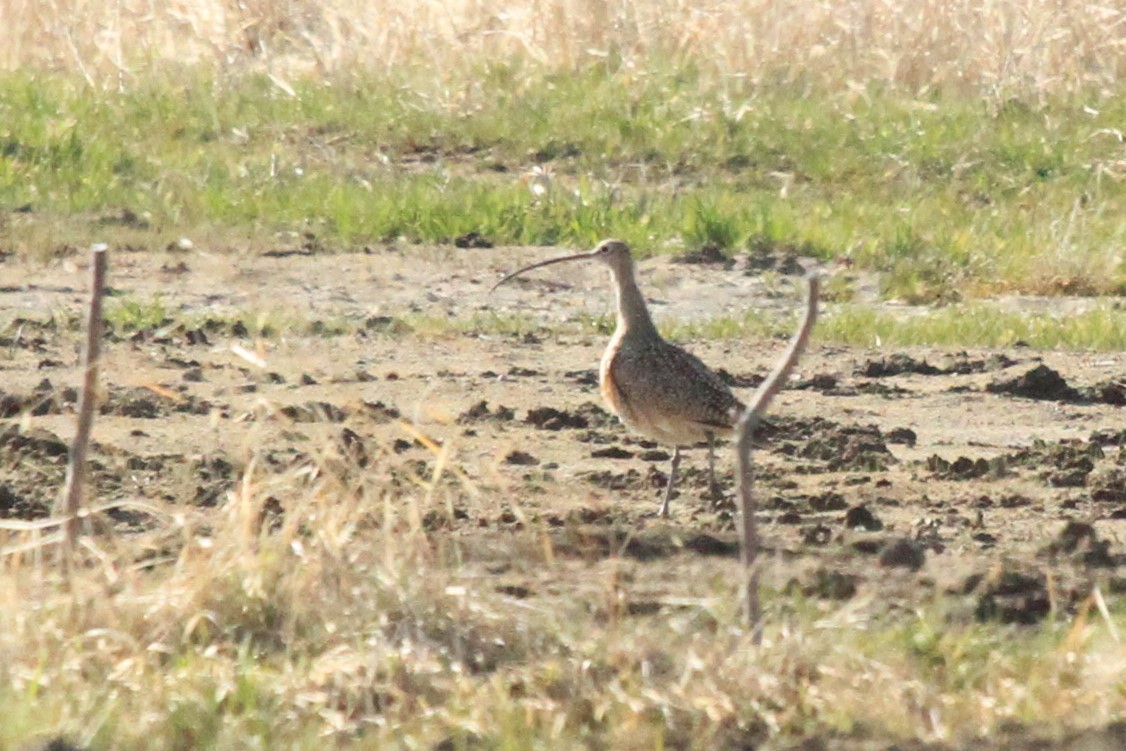 Long-billed Curlew - ML154670741