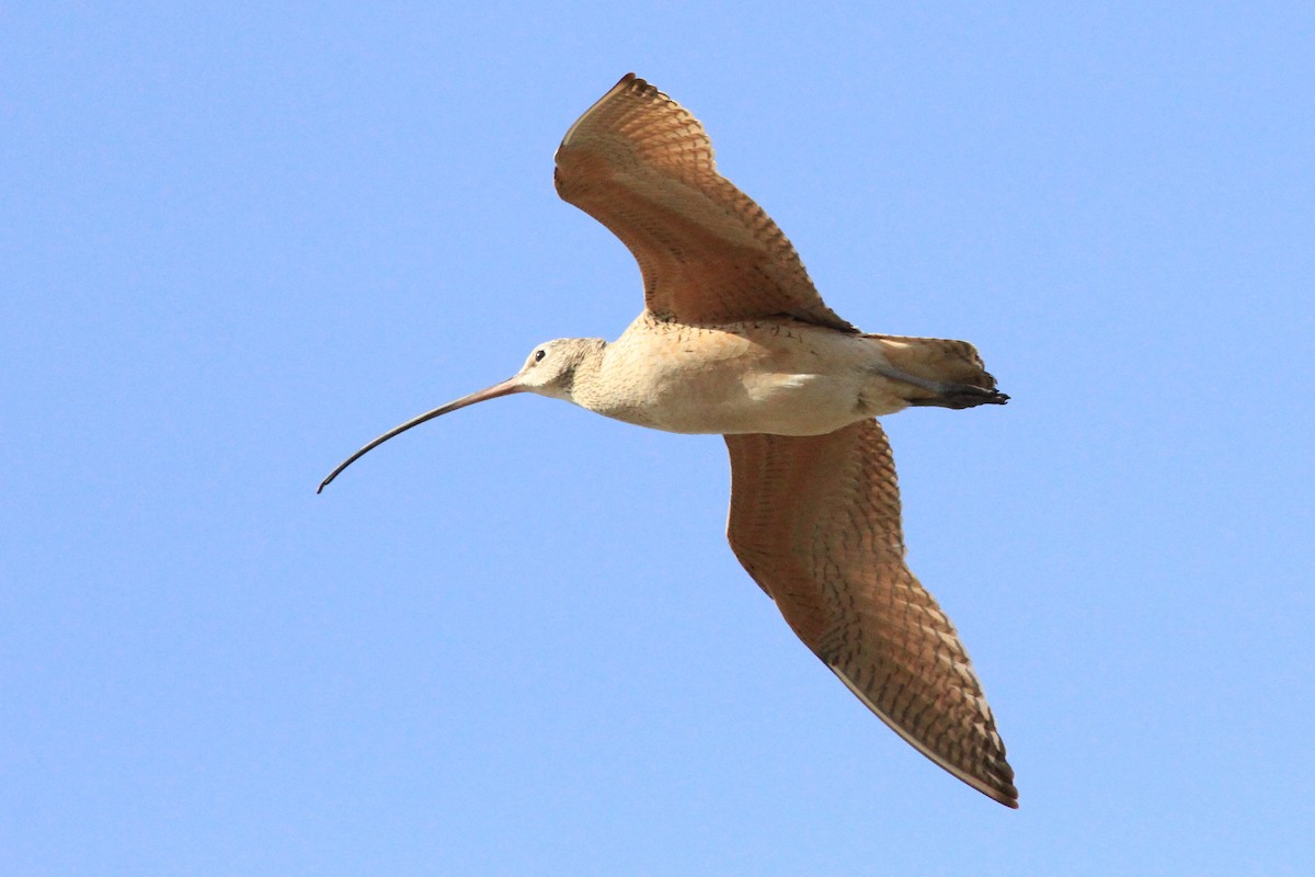 Long-billed Curlew - ML154670841