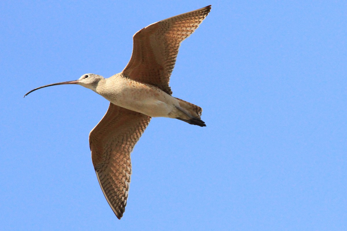 Long-billed Curlew - Janice Miller
