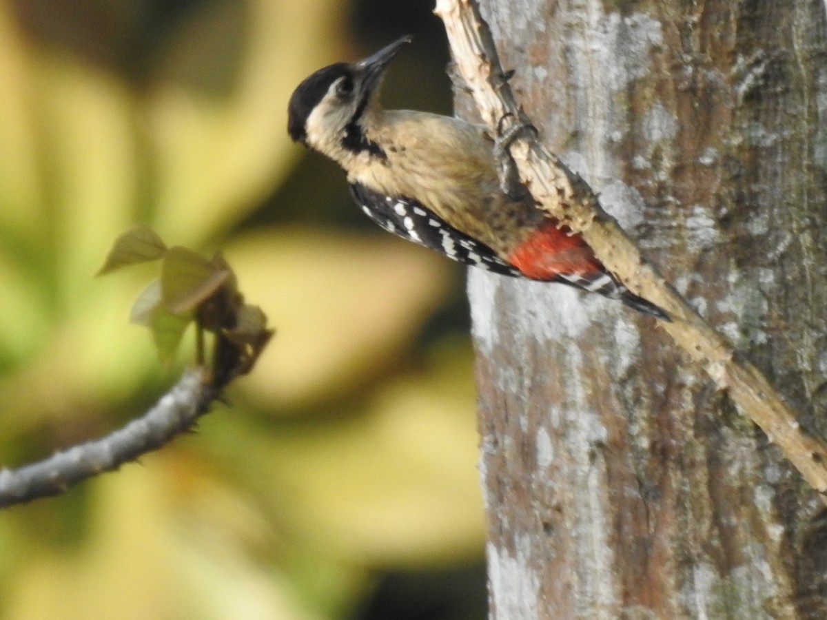Fulvous-breasted Woodpecker - Sachin  Main