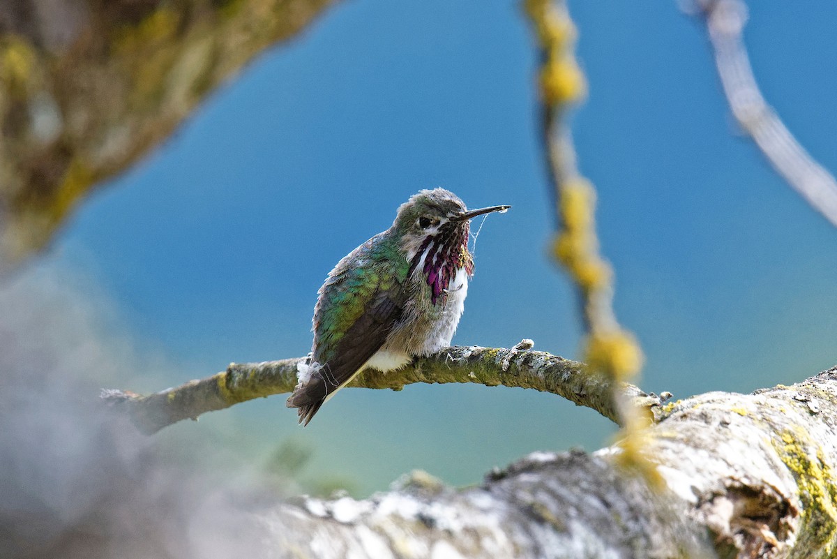 Calliope Hummingbird - ML154675121
