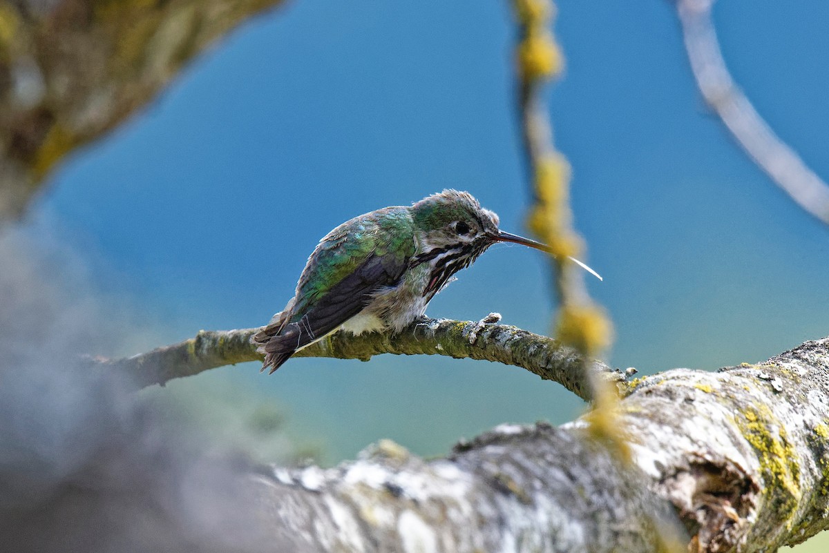 Calliope Hummingbird - ML154675131