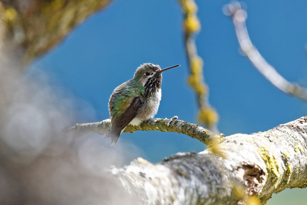 Calliope Hummingbird - ML154675151