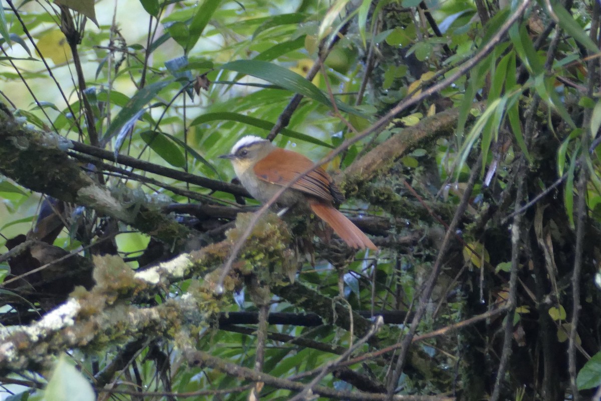 Marcapata Spinetail - ML154676011