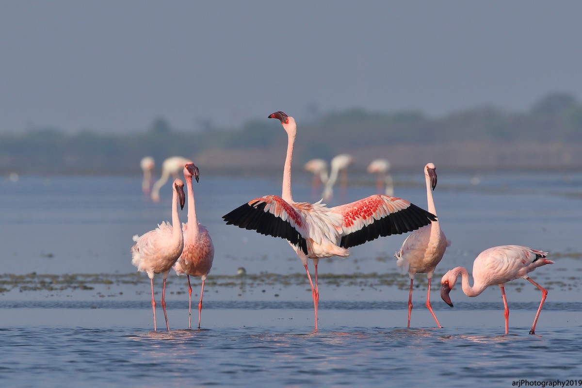 Lesser Flamingo - ML154677901