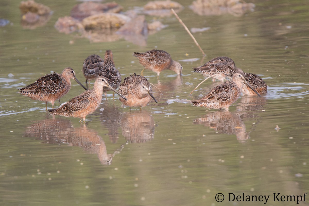 Long-billed Dowitcher - Delaney Kempf
