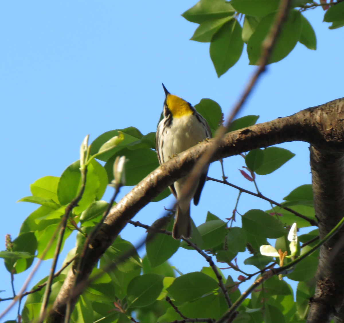 Yellow-throated Warbler - Patrice Domeischel