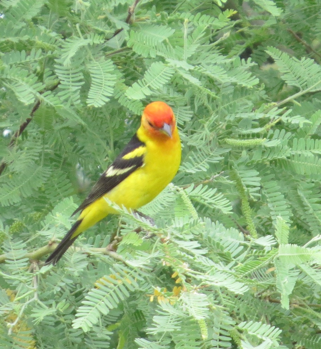 Western Tanager - ML154682901