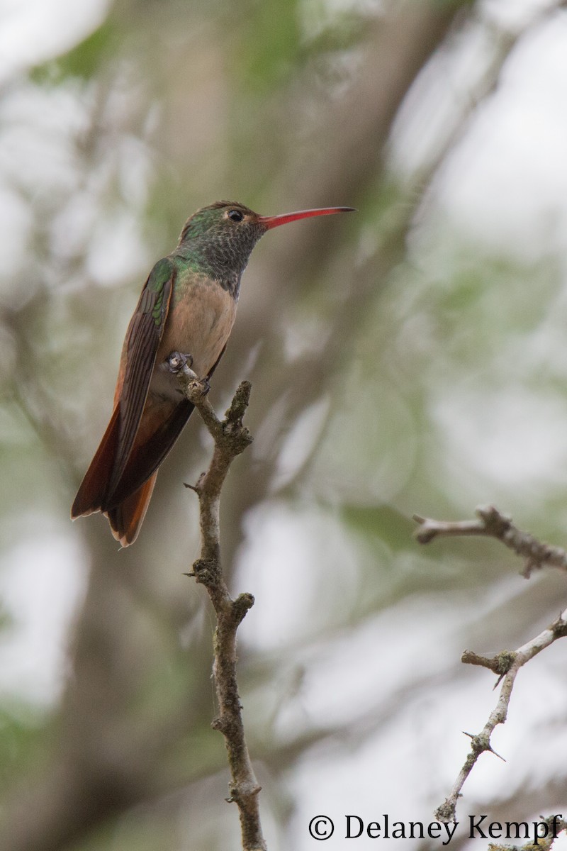 kolibřík yukatanský (ssp. cerviniventris/chalconota) - ML154684781