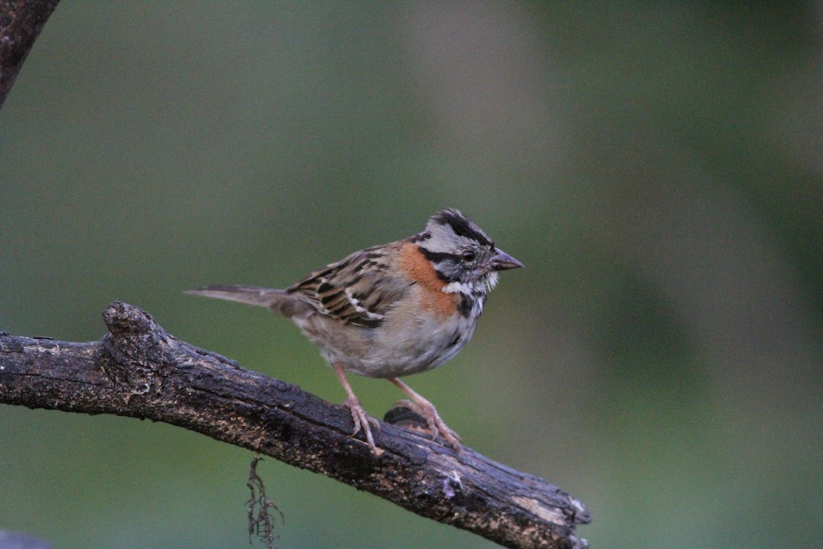 Rufous-collared Sparrow - Kai Victor