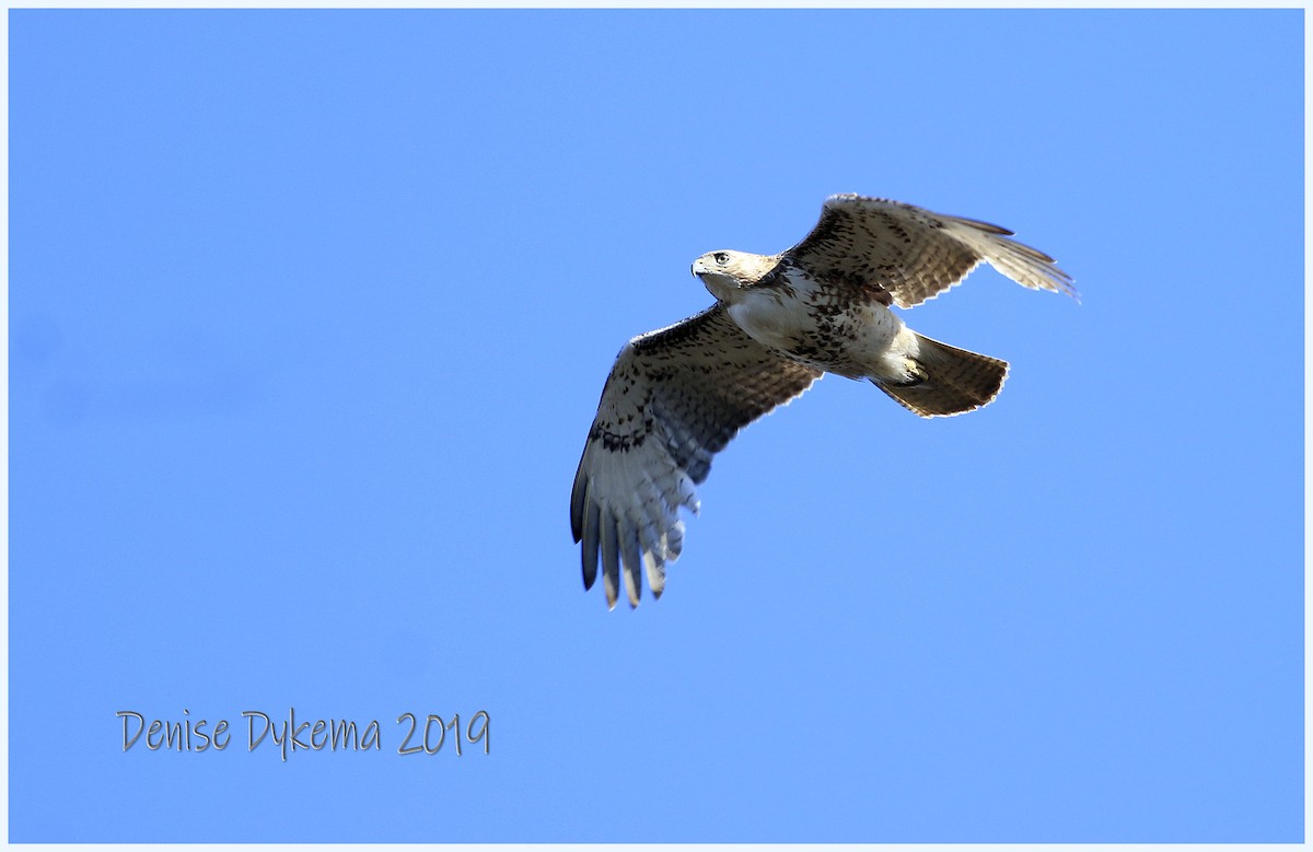 Red-tailed Hawk - Denise Dykema