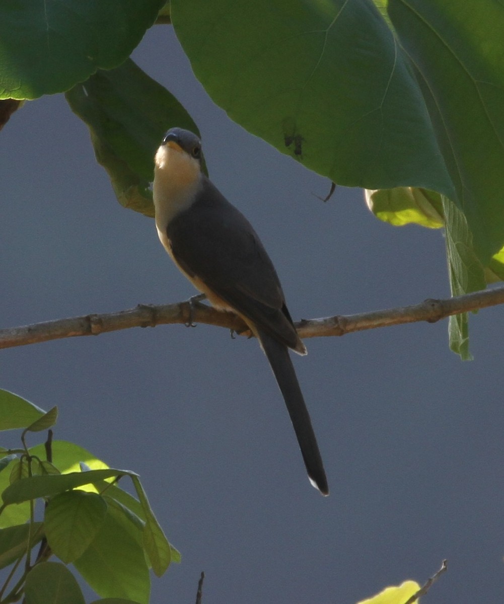 Mangrove Cuckoo - ML154692891