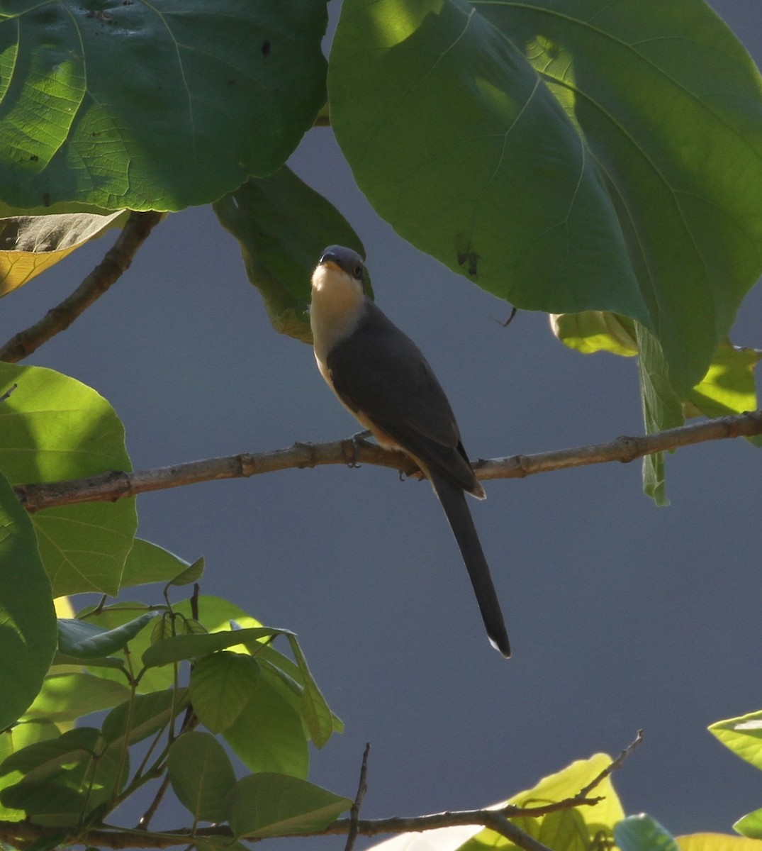 Mangrove Cuckoo - ML154692981