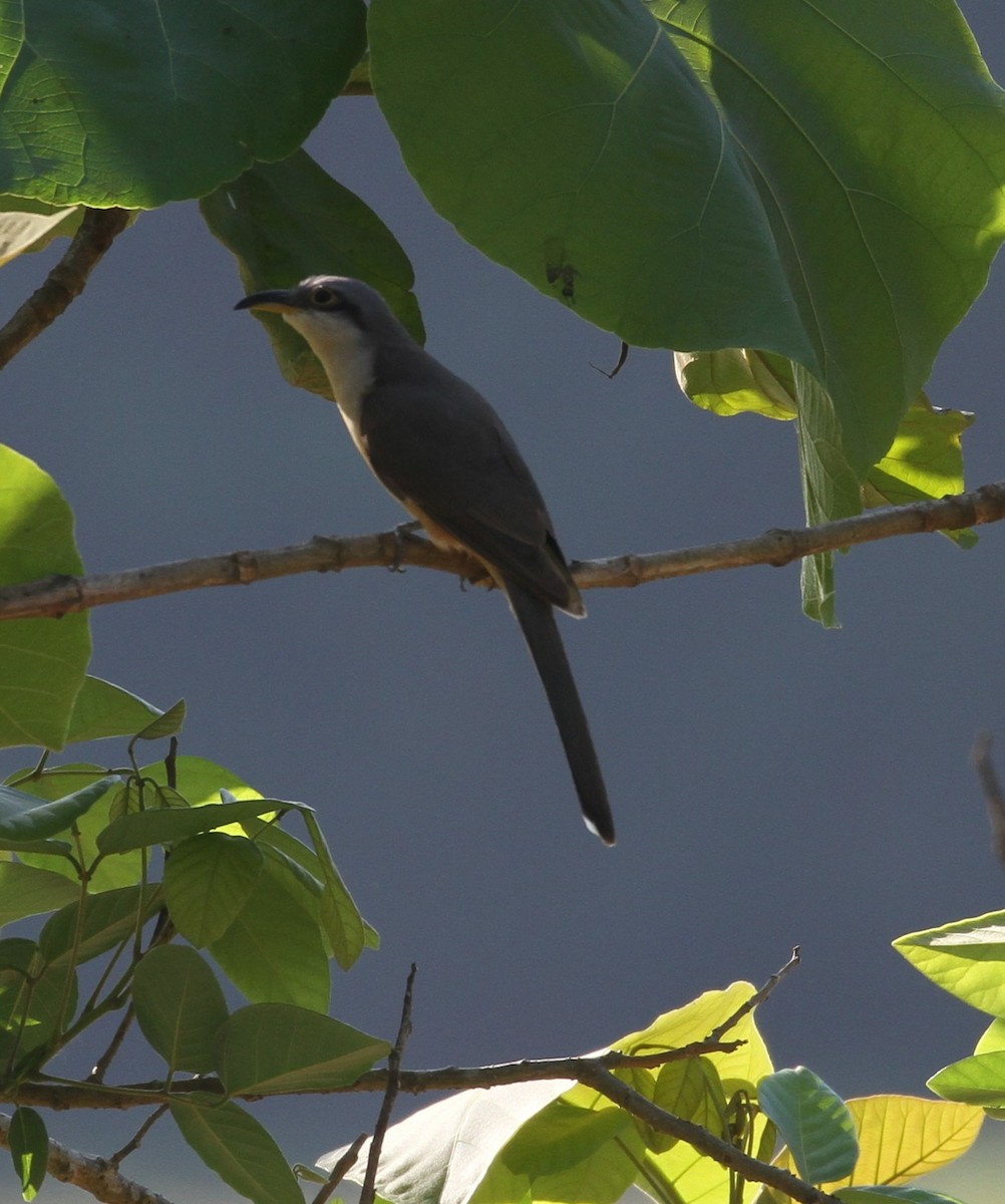 Mangrove Cuckoo - ML154693061
