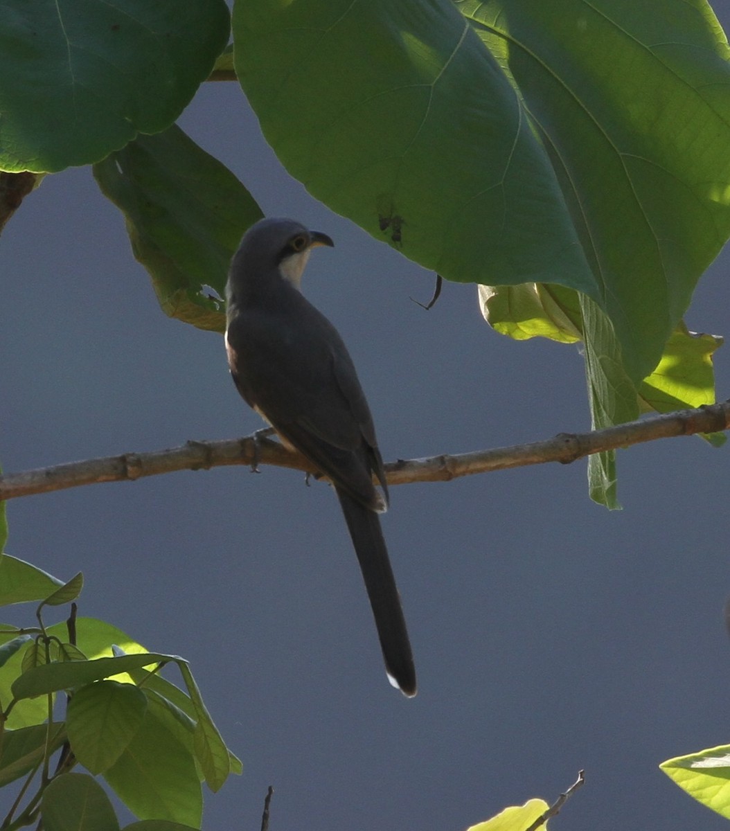 Mangrove Cuckoo - Don Coons