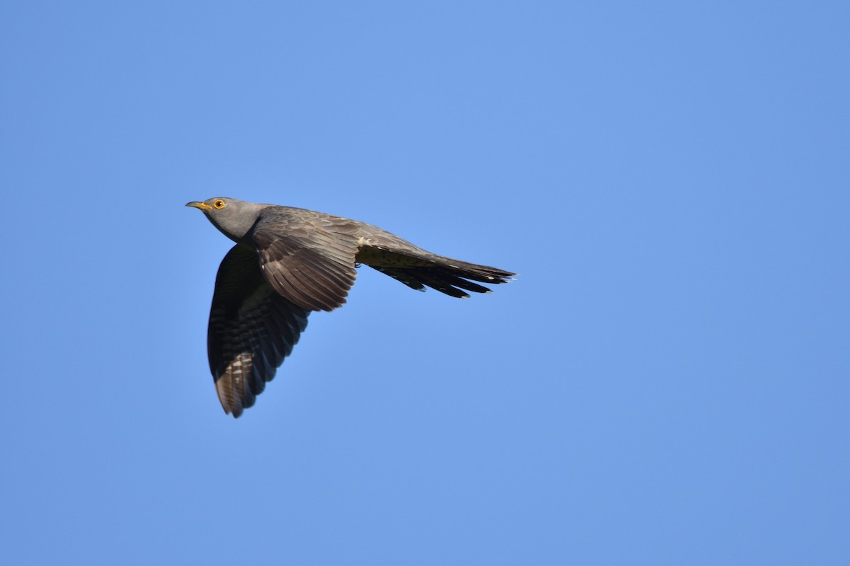 Common Cuckoo - Santiago Caballero Carrera