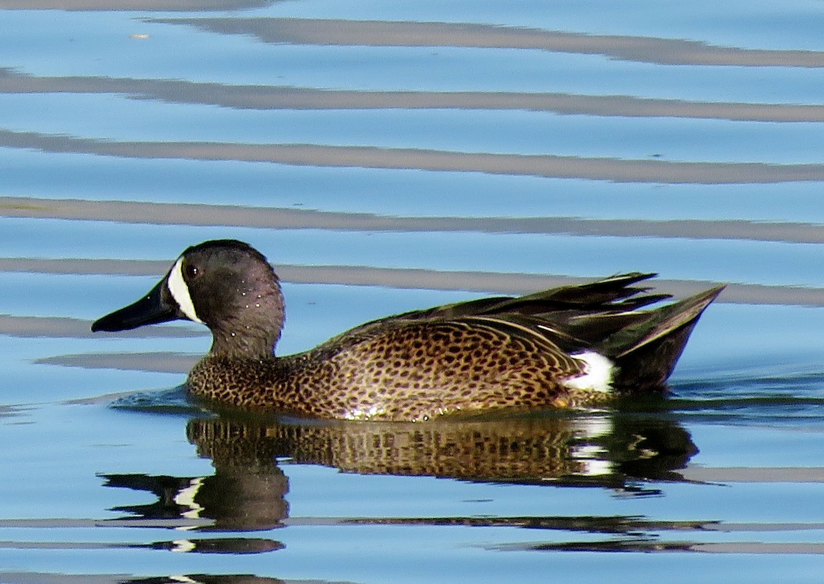 Blue-winged Teal - ML154695261