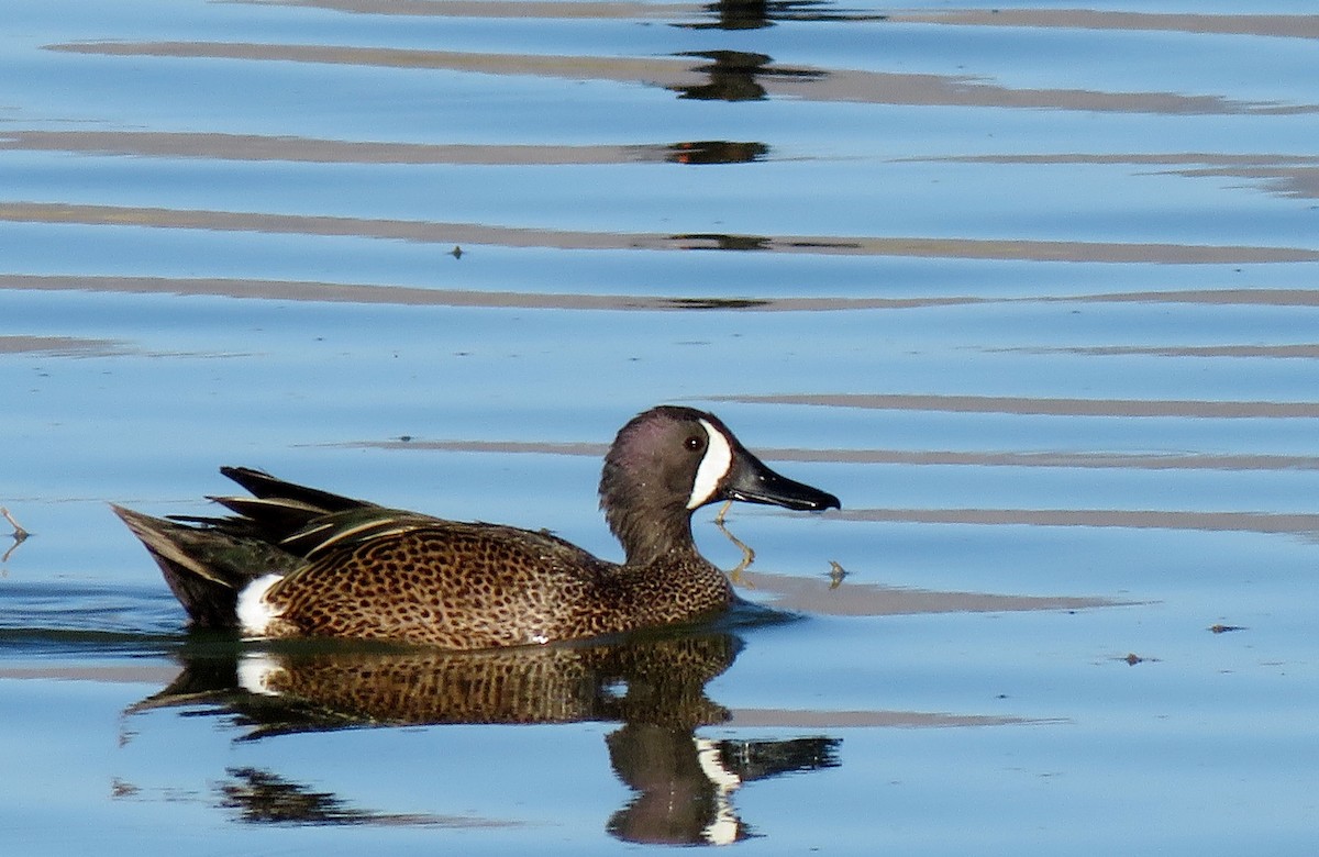 Blue-winged Teal - ML154695321
