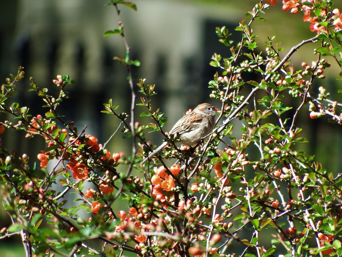 Field Sparrow - ML154695901