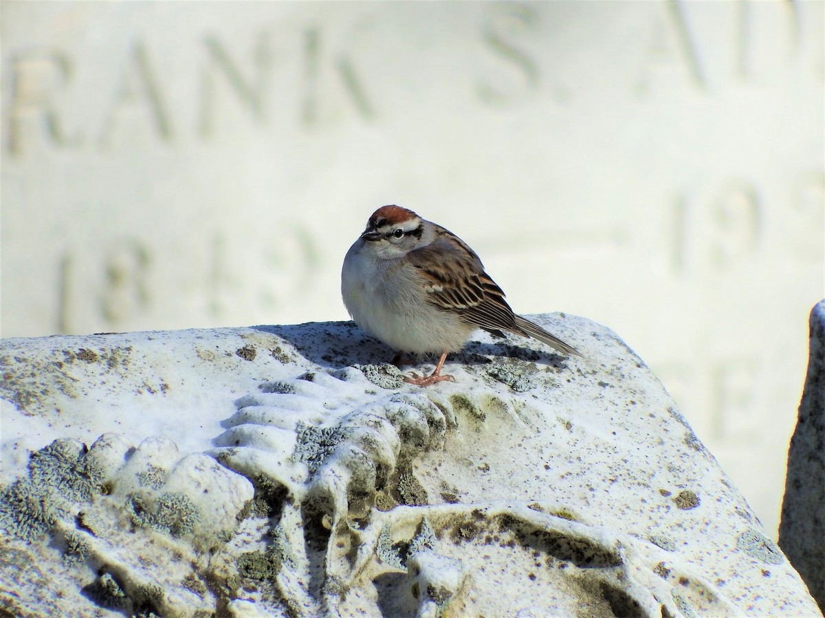 Chipping Sparrow - ML154696151