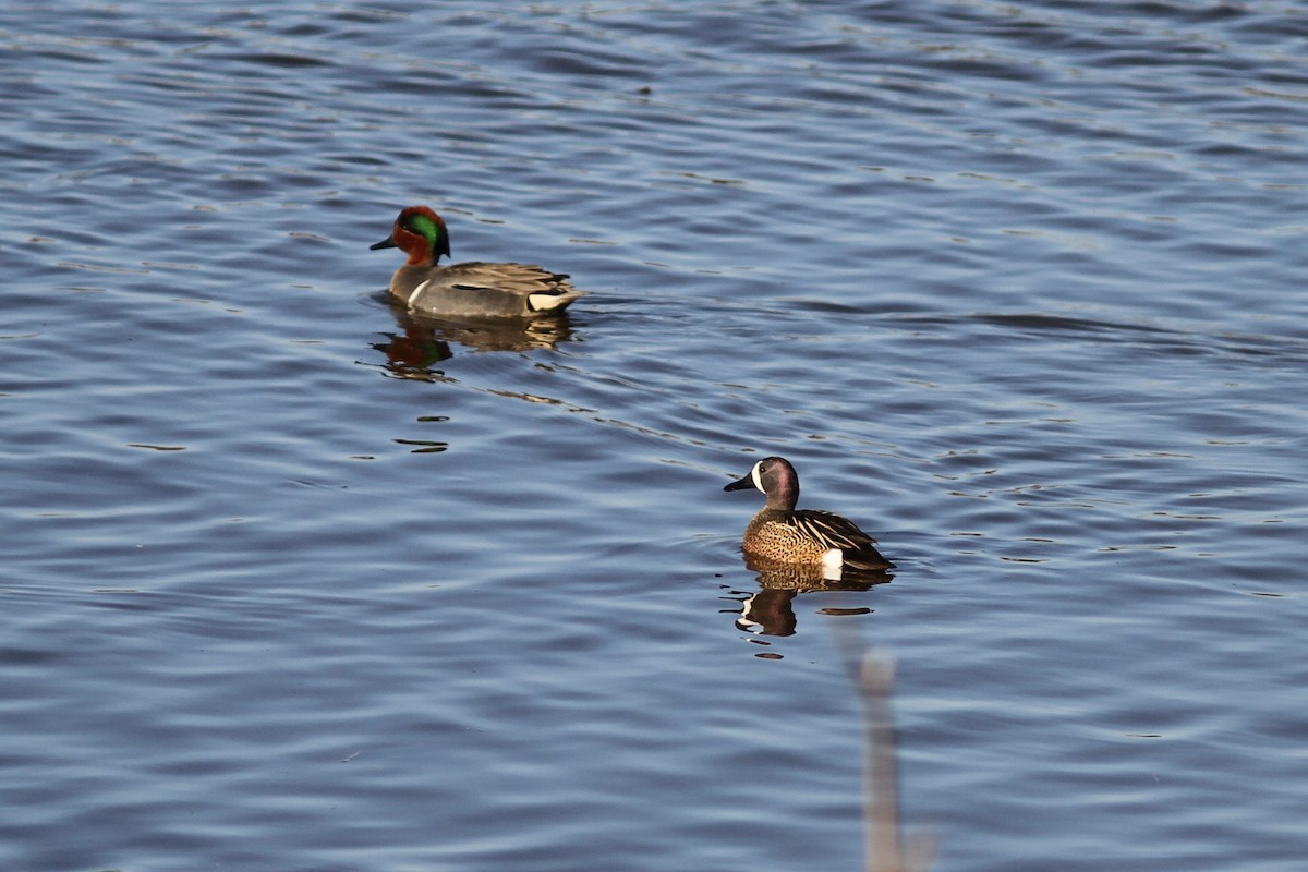 Blue-winged Teal - ML154698781