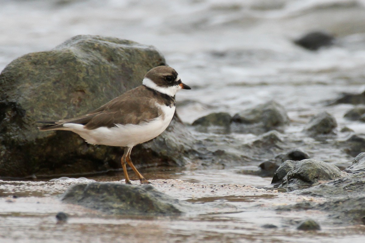 Semipalmated Plover - Carlos Funes
