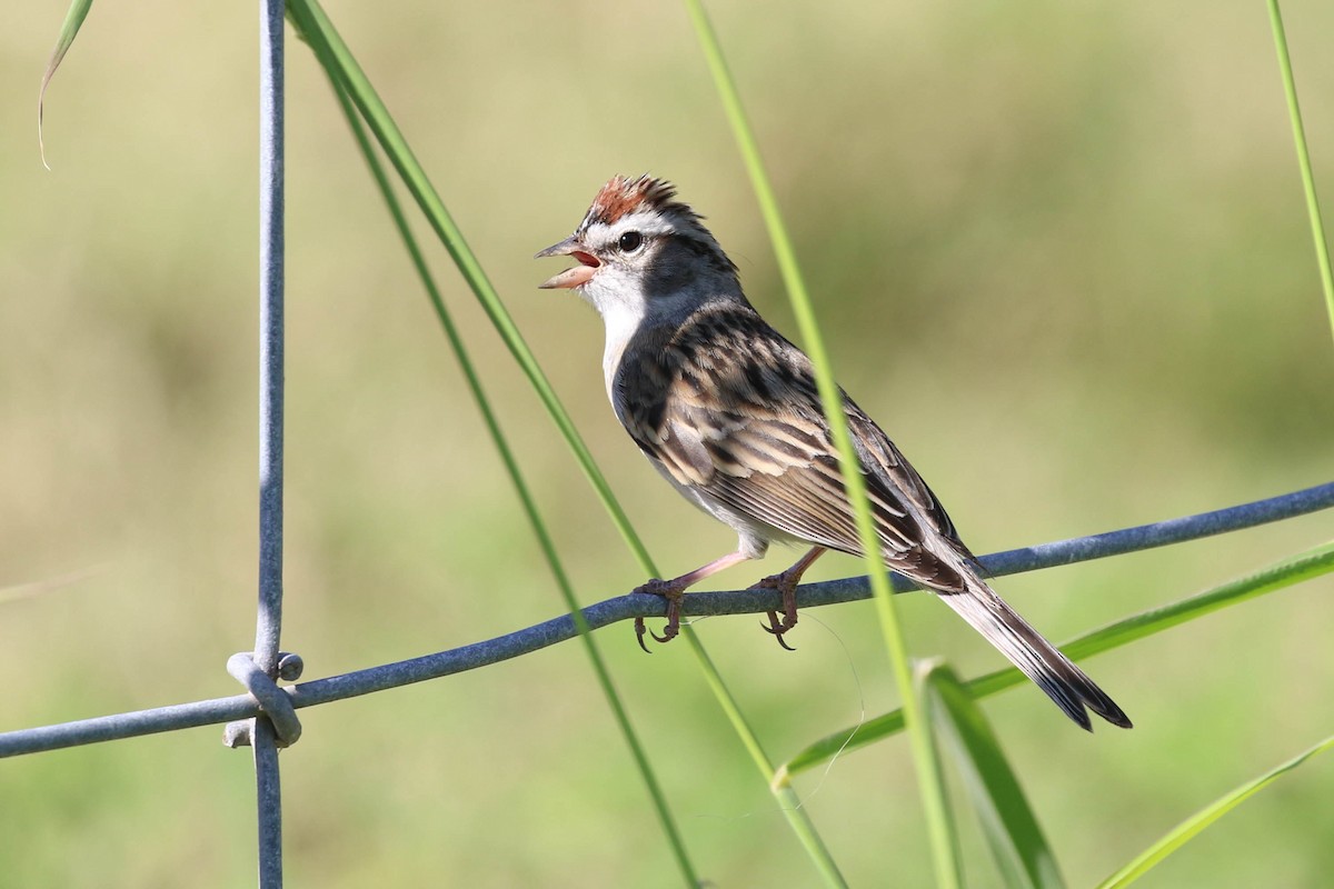 Chipping Sparrow - Knut Hansen